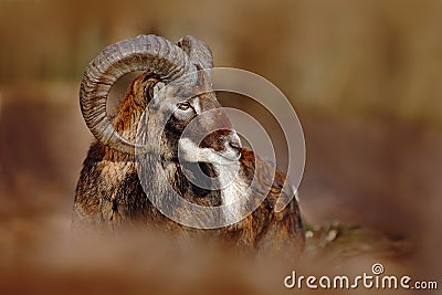 Mouflon, Ovis orientalis, forest horned animal in the nature habitat, portrait of mammal with big horn, Praha, Czech Republic Stock Photo