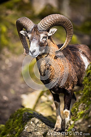 The mouflon (Ovis orientalis) Stock Photo