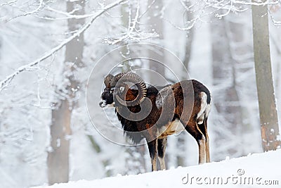 Mouflon, Ovis orientalis, horned animal in snow nature habitat. Close-up portrait of mammal with big horn, Czech Republic. Cold Stock Photo