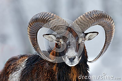 Mouflon, Ovis orientalis, horned animal in snow nature habitat. Close-up portrait of mammal with big horn, Czech Republic. Cold Stock Photo