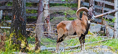 Mouflon Ovis orientalis very close-up photos, mammal Stock Photo