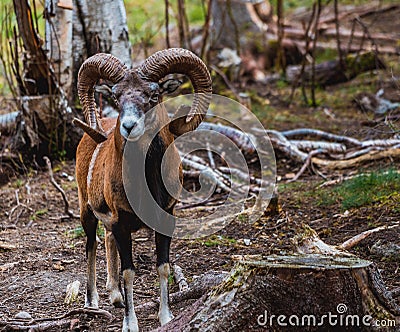 Mouflon Ovis orientalis very close-up photos, mammal Stock Photo