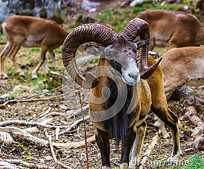 Mouflon Ovis orientalis very close-up photos, mammal Stock Photo