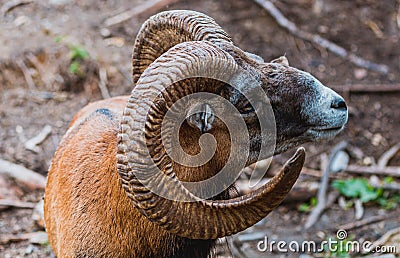 Mouflon Ovis orientalis very close-up photos, mammal Stock Photo