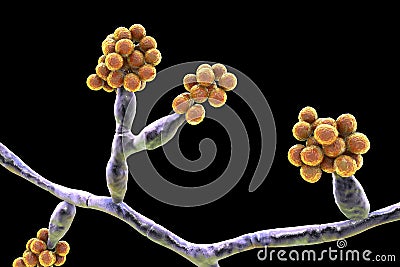 Mould fungi Madurella, 3D illustration Cartoon Illustration