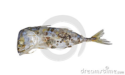 Mould growing on the old fish Stock Photo