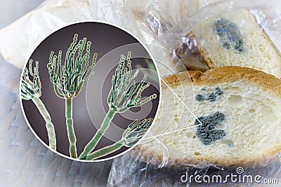 Mouldy bread and close-up view of Penicillium fungi, the causative agent of bread mould Cartoon Illustration