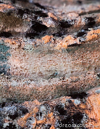 Mouldy moldy bread. Close-up Stock Photo