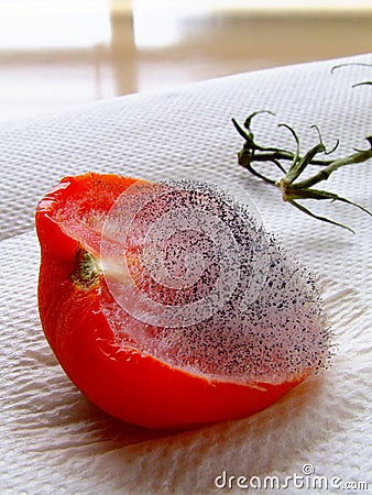 Mouldy Tomato Stock Photo