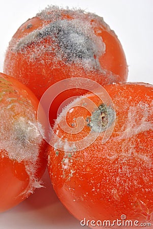 mouldy tomato on a white background Stock Photo