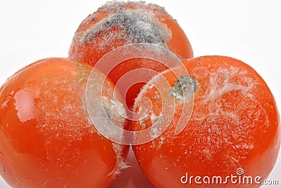 Mouldy tomato on a white background Stock Photo