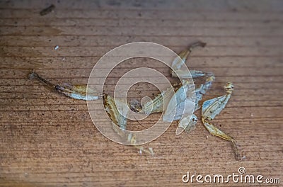 Moult of a spiny leaf insect, Bug shedding, tropical walking stick specie from Australia Stock Photo