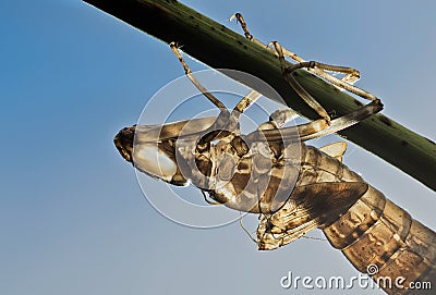 Moulted dragonfly exuviae exoskeleton backlit on stem Stock Photo