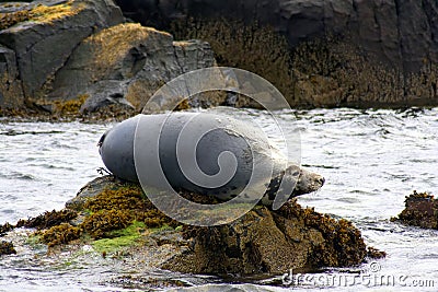 Moulting Atlantic Grey Seal lying on rock Stock Photo