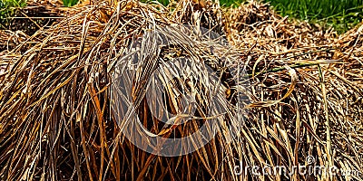 Mounds of straw in the ricefield Stock Photo