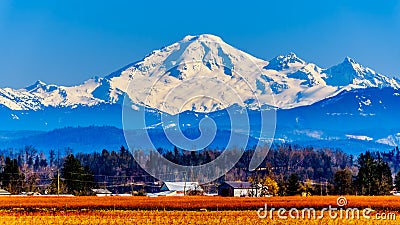 Mount Baker, a dormant volcano in Washington State viewed from the Blueberry Fields of Glen Valley near Abbotsford BC, Canada Stock Photo