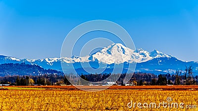 Mount Baker, a dormant volcano in Washington State viewed from the Blueberry Fields of Glen Valley near Abbotsford BC, Canada Stock Photo