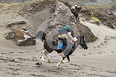 MOUNT BROMO HORSE Editorial Stock Photo