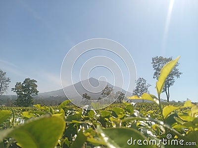 Mount Cikuray and tea gardens Stock Photo