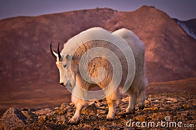 Mount Evans Mountain Goat Stock Photo
