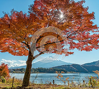 Mount Fuji with maple tree Stock Photo