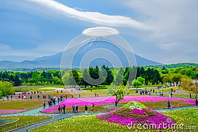 Mount Fuji view behind colorful flower field at Fuji Shibazakura Festival Editorial Stock Photo