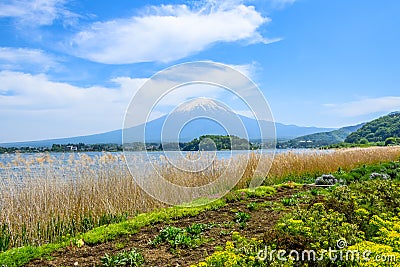 Mount Fuji view from Oishi park at the Lake Kawaguchiko Stock Photo
