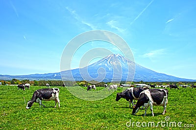 Mount Fuji with cows Stock Photo