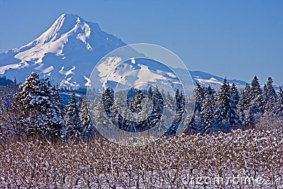 Mount Hood Stock Photo