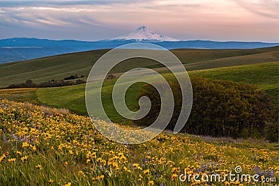 Mount Hood catching sunset light and wild flowers filed in Columbia hills state park, WA Stock Photo