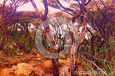 Mount Kinabalu Stock Photo