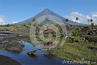 Mount Mayon Volcano Stock Photo