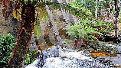 Mount Paris Dam Wall on the Cascade River Tasmania. In the Tasmanian bush with ferns and eucalypts Stock Photo