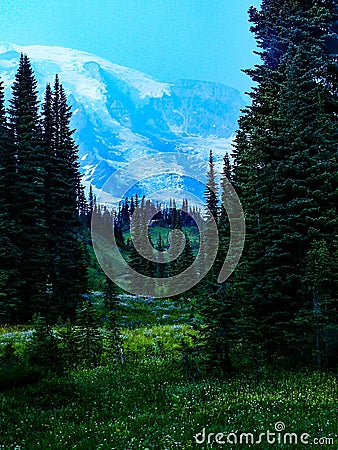 Mount Rainier and August Wildflower Meadows Stock Photo