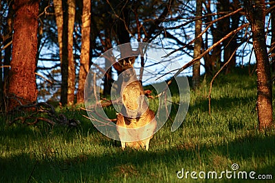 Wallaby surprised at sunset, Mt Rouse Lookout, Penhurst, Victoria, Australia, Stock Photo