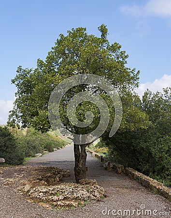 Mount Tabor Oak Tree in the Golan Heights Stock Photo