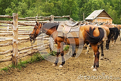 Mount tethered horses Stock Photo