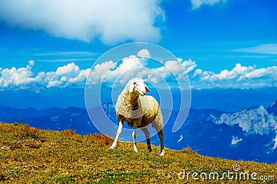 Mountain alpine pastures in the Slovenian. Sheep in the mountains. Stock Photo