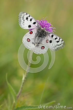 Mountain Apollo Parnassius apollo Stock Photo