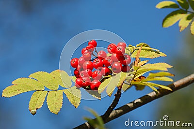 Mountain ash. Stock Photo