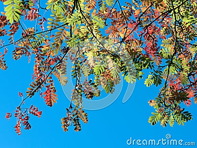 Mountain ash branch in autumn light Stock Photo