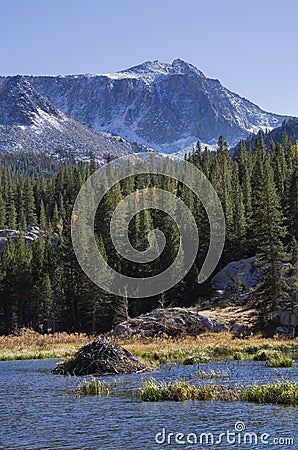 Mountain Beaver Lodge Stock Photo