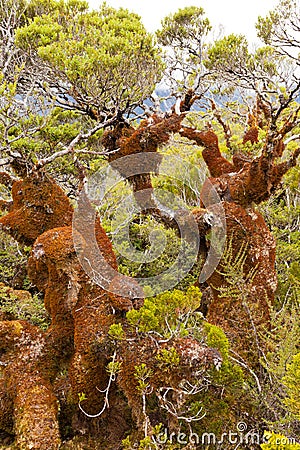 Mountain beech rain forest in Fjordland NP NZ Stock Photo