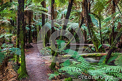 Mountain bike track in the redwoods - Rotorua Stock Photo