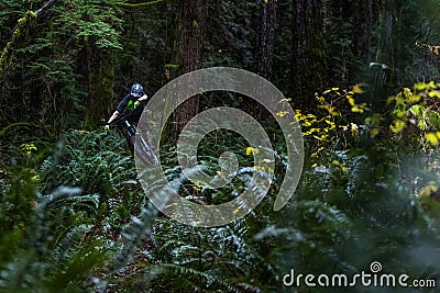 Mountain biker jumping through ferns Editorial Stock Photo