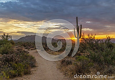 Mountain Biking Trail At Sunrise In Desert Preserve Scottsdale Stock Photo