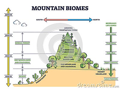 Mountain biomes with altitude and merriams life zones axis outline diagram Vector Illustration