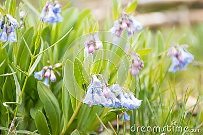 Mountain Bluebells Mertensia ciliata Detail Stock Photo