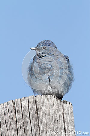 Mountain Bluebird Stock Photo