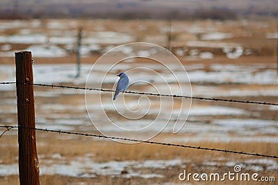 Mountain Bluebird on barbed-wire fence Stock Photo